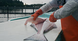 Wild Alaskan Halibut Portions