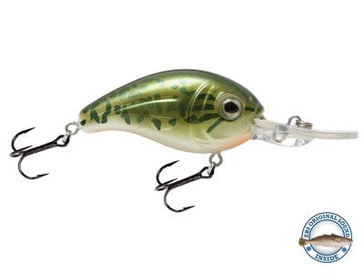 Dive Master Jr 8