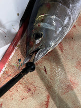 16 oz Bluefin Eddie Bombs BFT