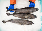 Wild Alaskan Black Cod [50% OFF]